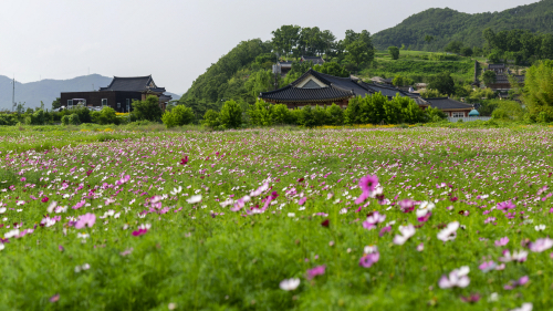 경주시 ˝코스모스 물결! 양동마을에서 만끽하세요˝